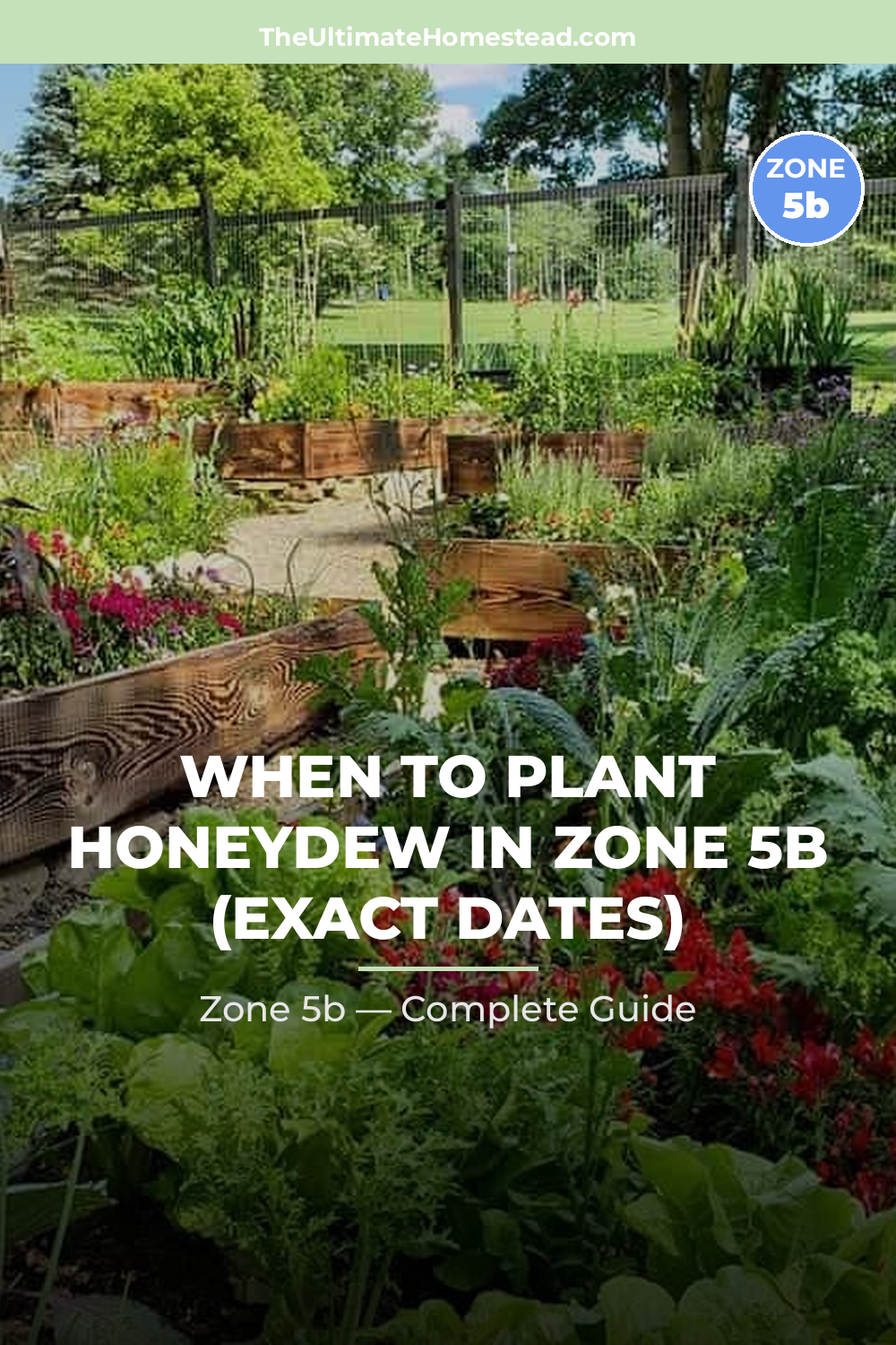 When to Plant Honeydew in Zone 5b