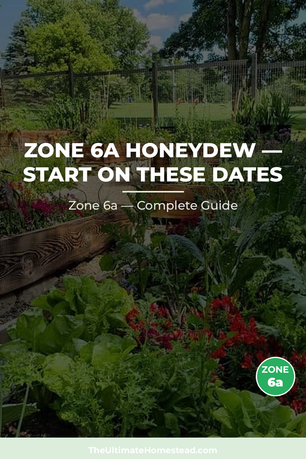 When to Plant Honeydew in Zone 6a