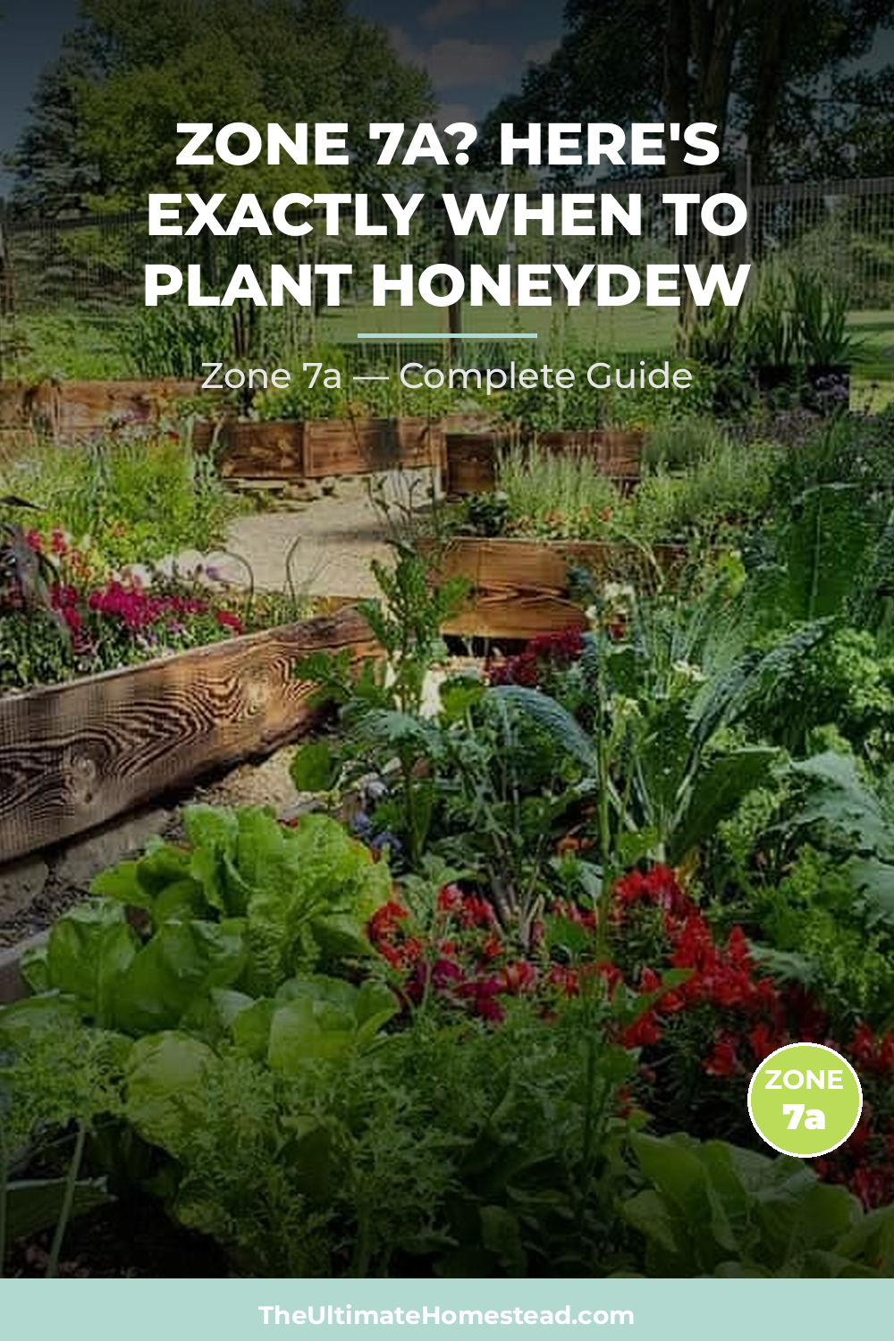 When to Plant Honeydew in Zone 7a