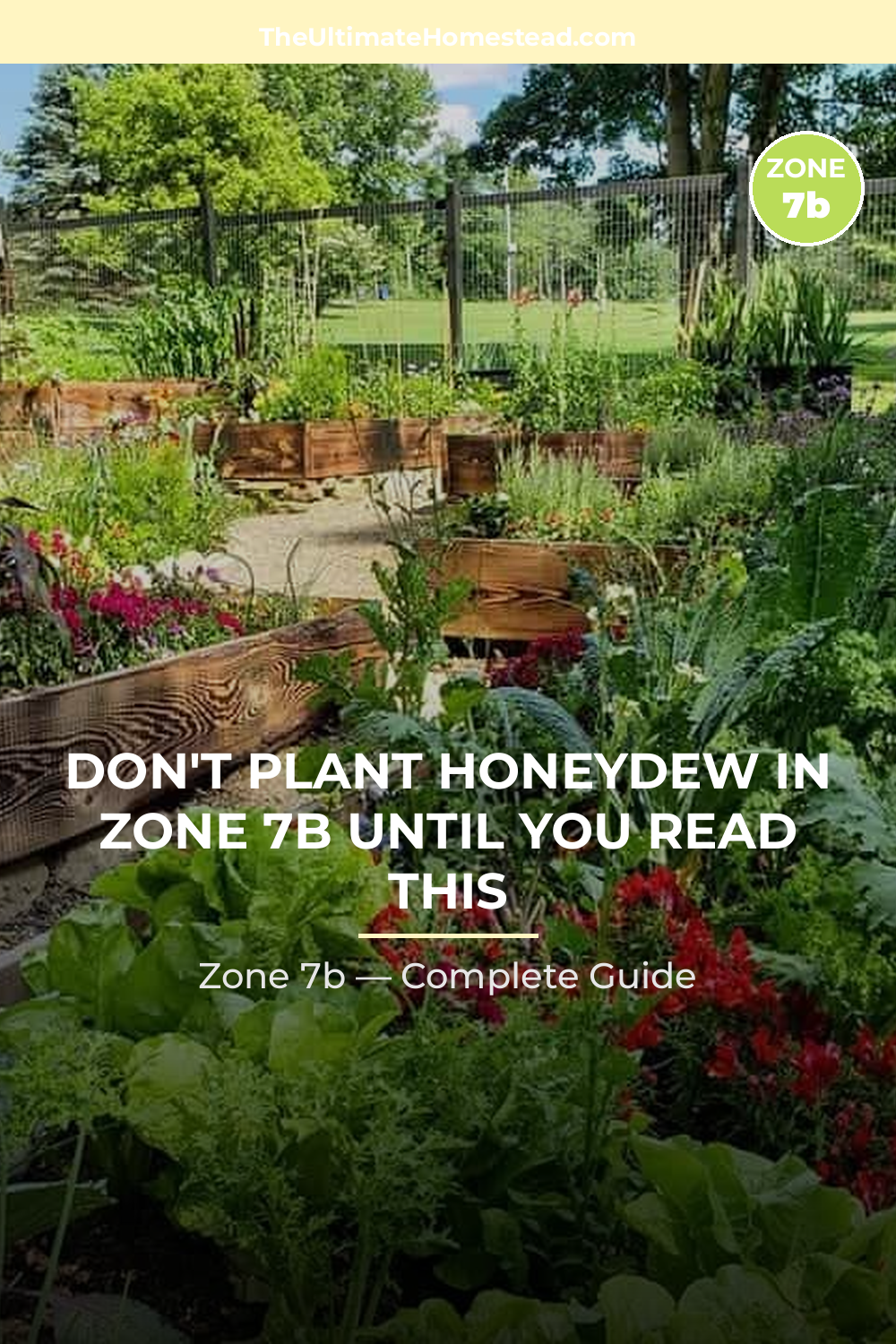 When to Plant Honeydew in Zone 7b