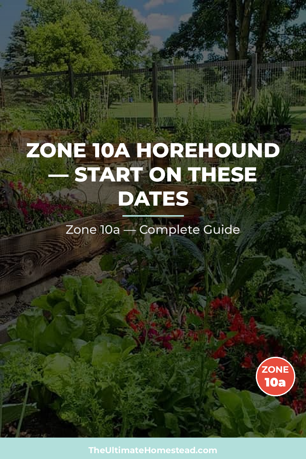 When to Plant Horehound in Zone 10a