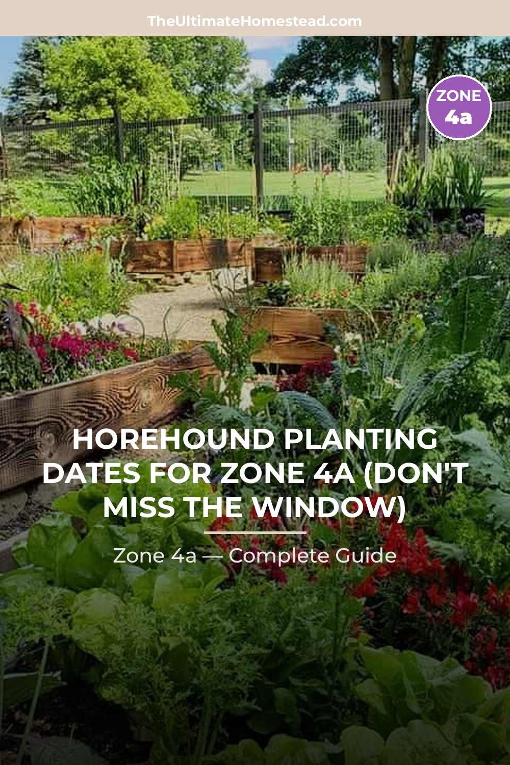 When to Plant Horehound in Zone 4a