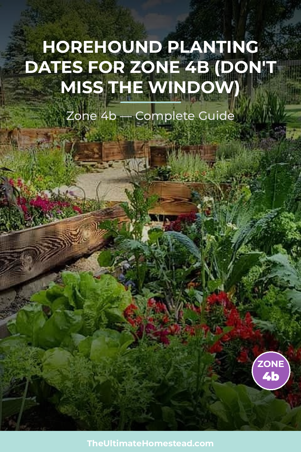 When to Plant Horehound in Zone 4b