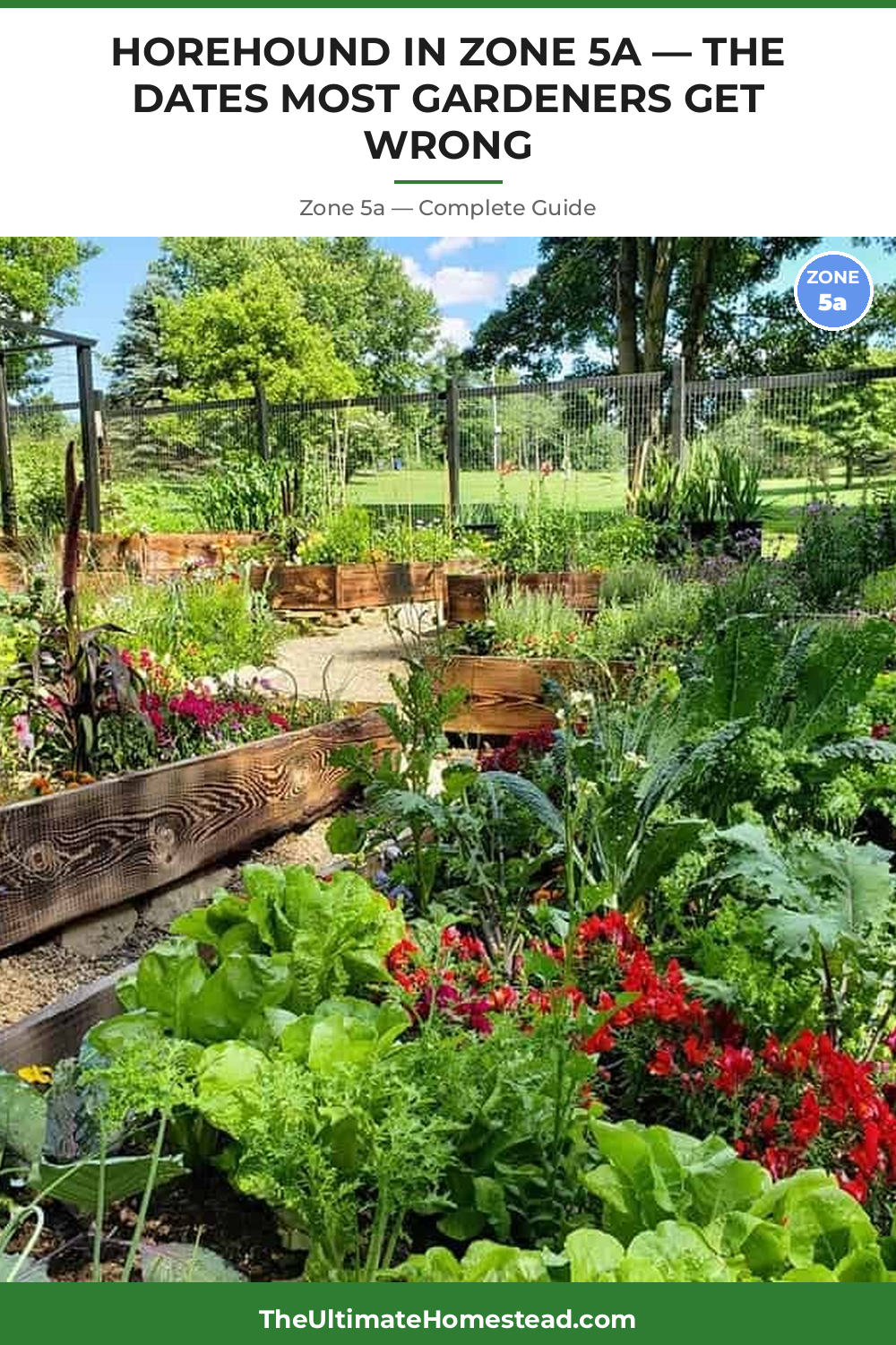 When to Plant Horehound in Zone 5a