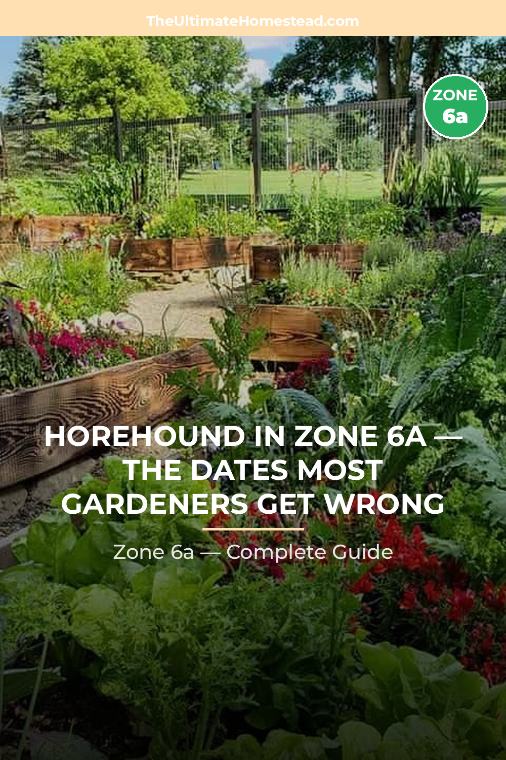 When to Plant Horehound in Zone 6a