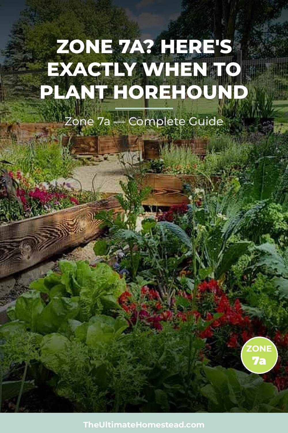 When to Plant Horehound in Zone 7a