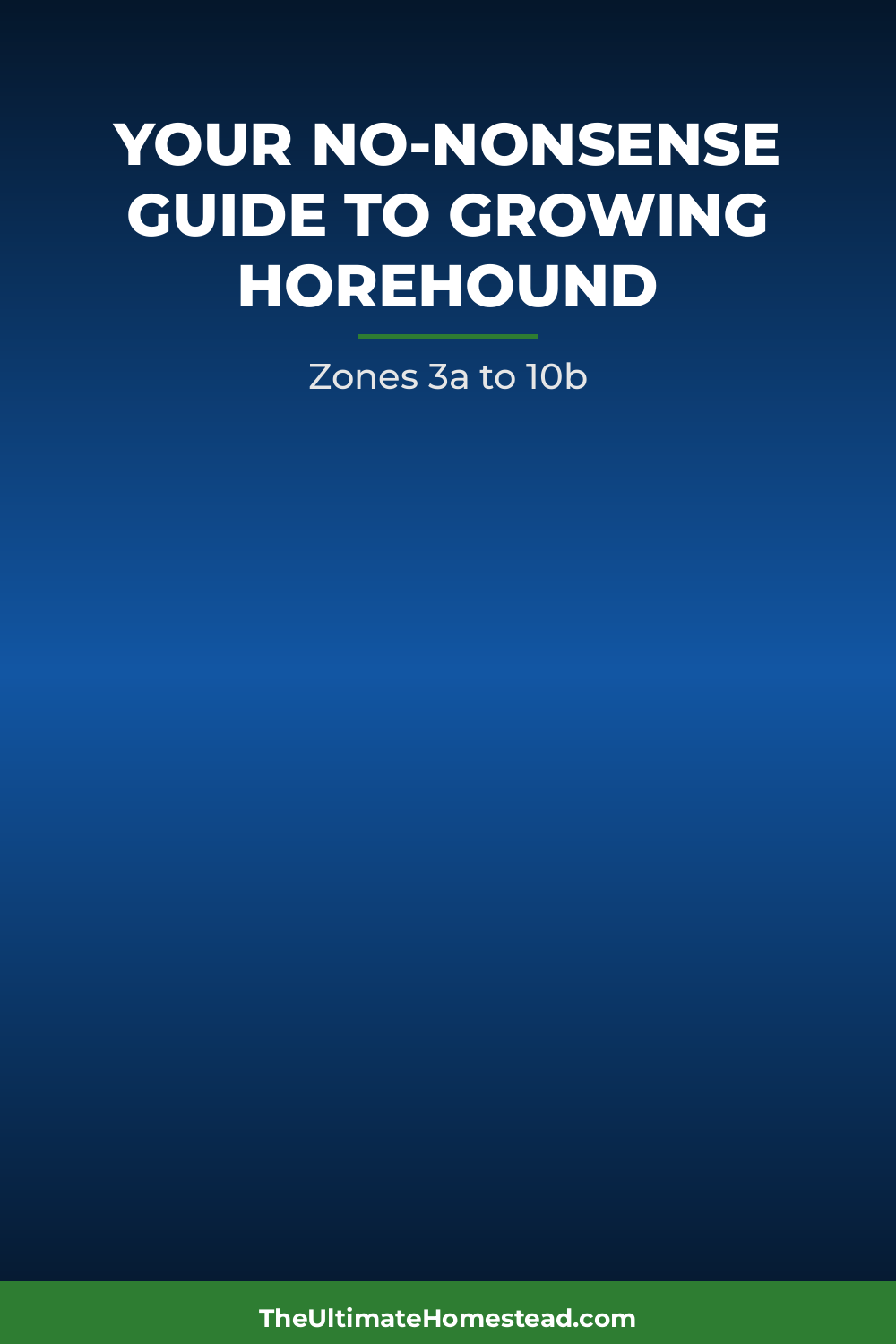 Horehound Planting Guide