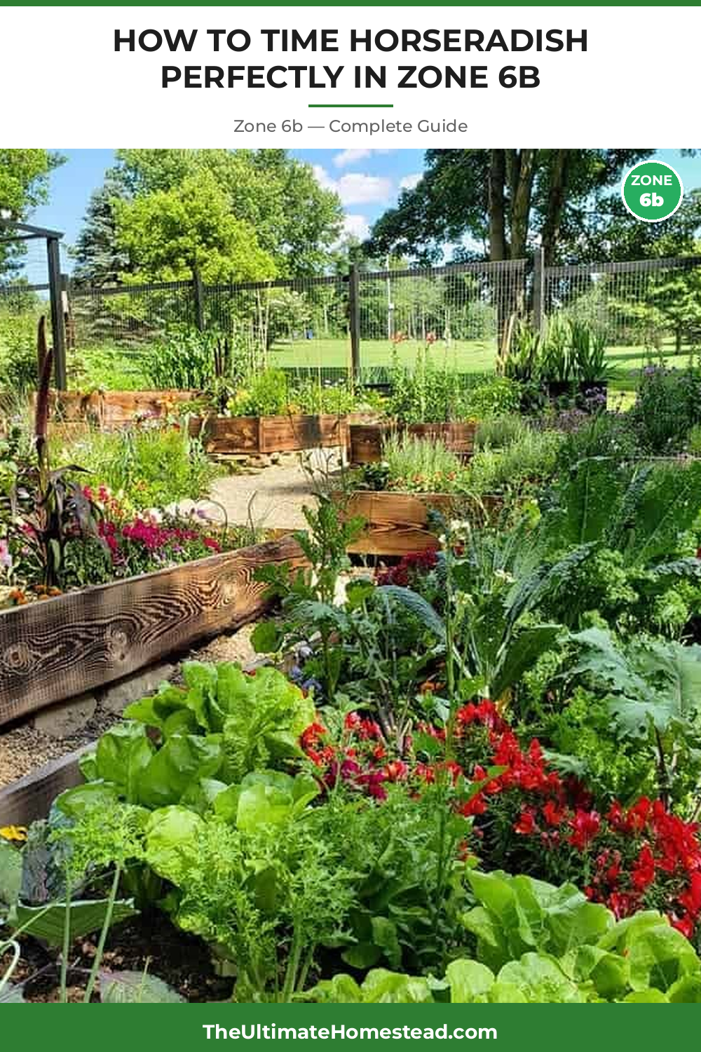 When to Plant Horseradish in Zone 6b