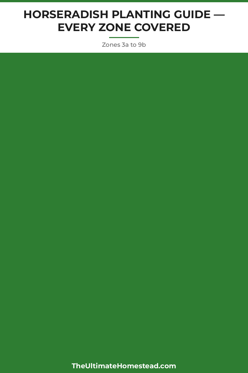 Horseradish Planting Guide