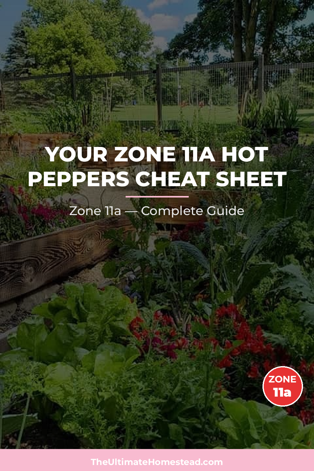 When to Plant Hot Peppers in Zone 11a