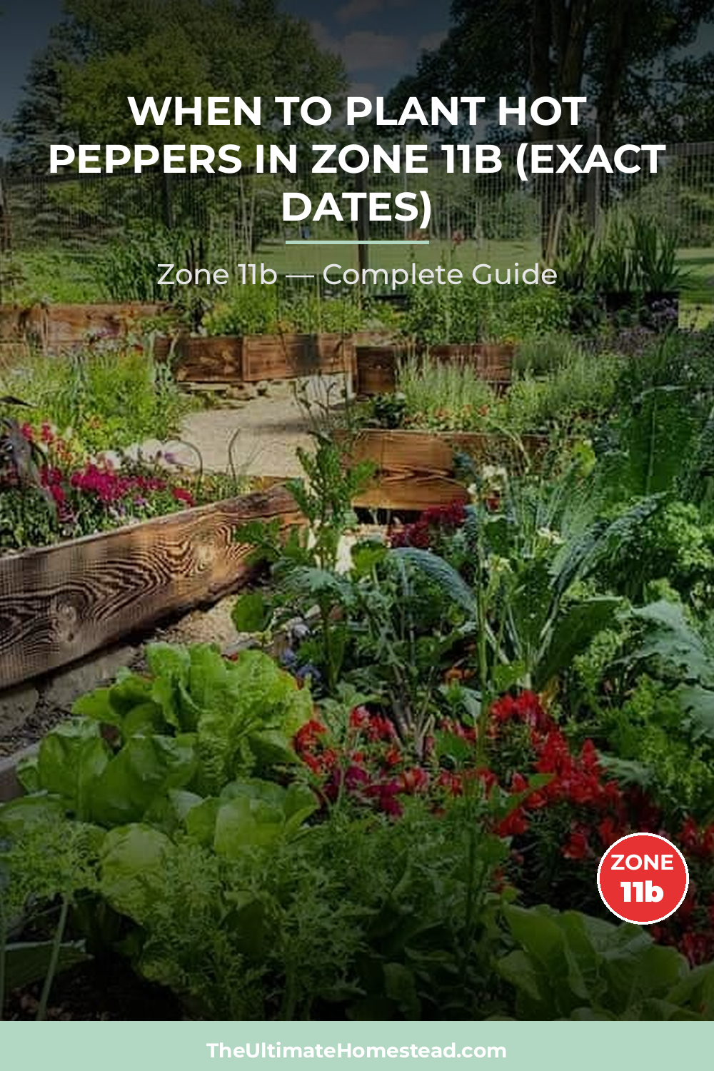 When to Plant Hot Peppers in Zone 11b