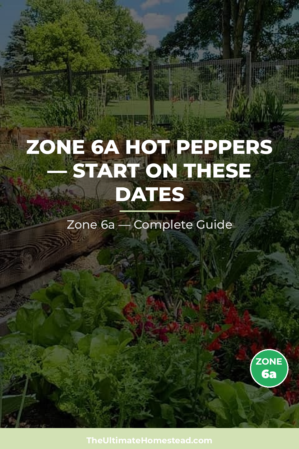 When to Plant Hot Peppers in Zone 6a