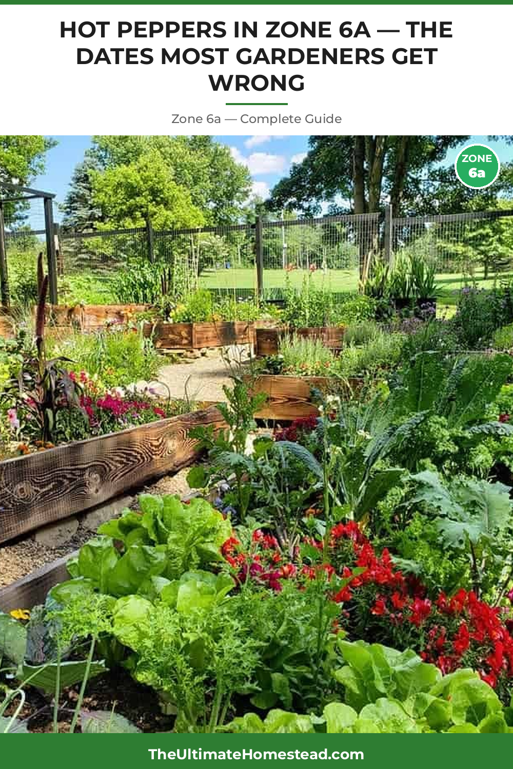 When to Plant Hot Peppers in Zone 6a