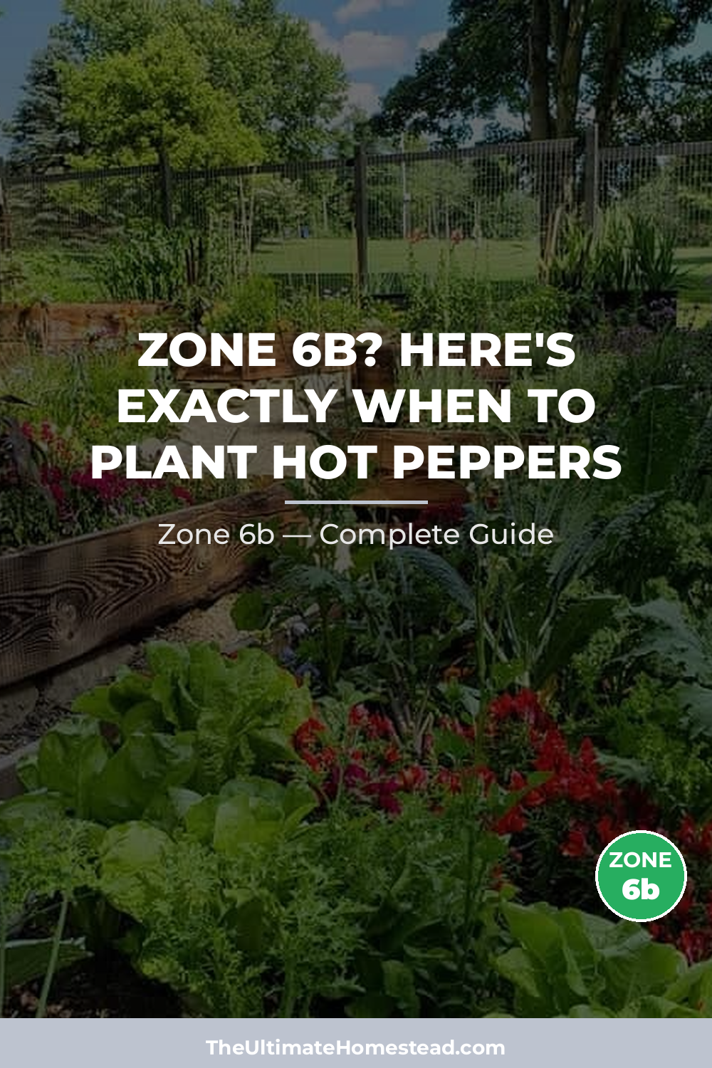 When to Plant Hot Peppers in Zone 6b