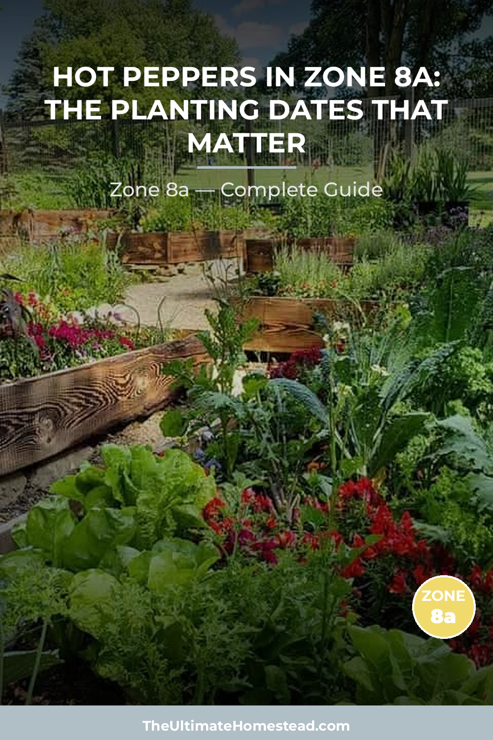 When to Plant Hot Peppers in Zone 8a