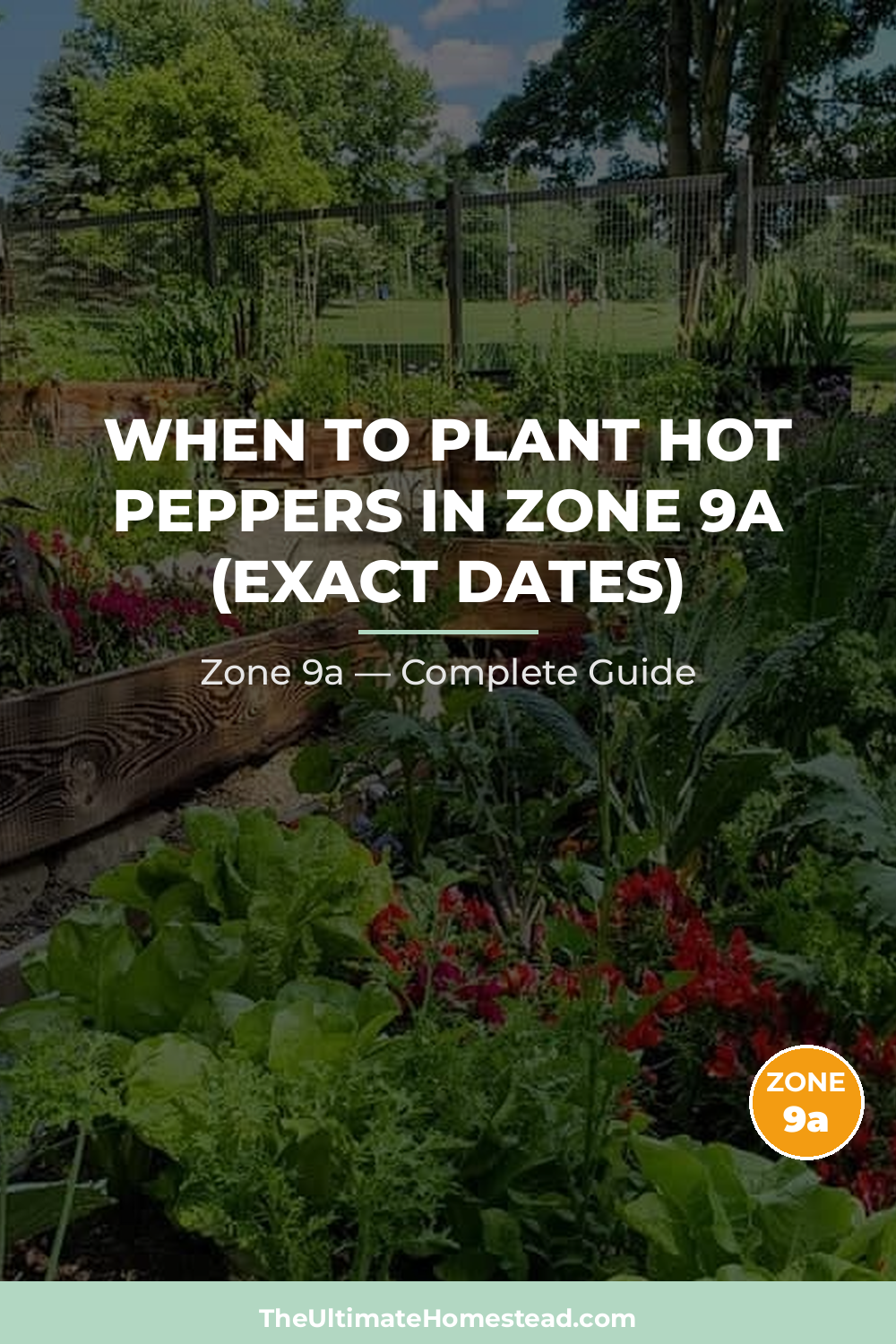 When to Plant Hot Peppers in Zone 9a