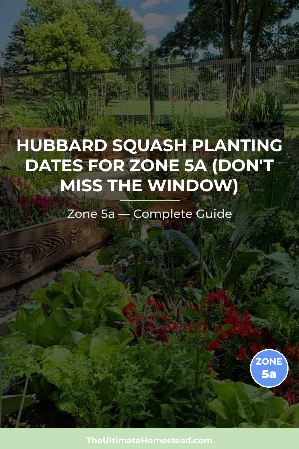 When to Plant Hubbard Squash in Zone 5a