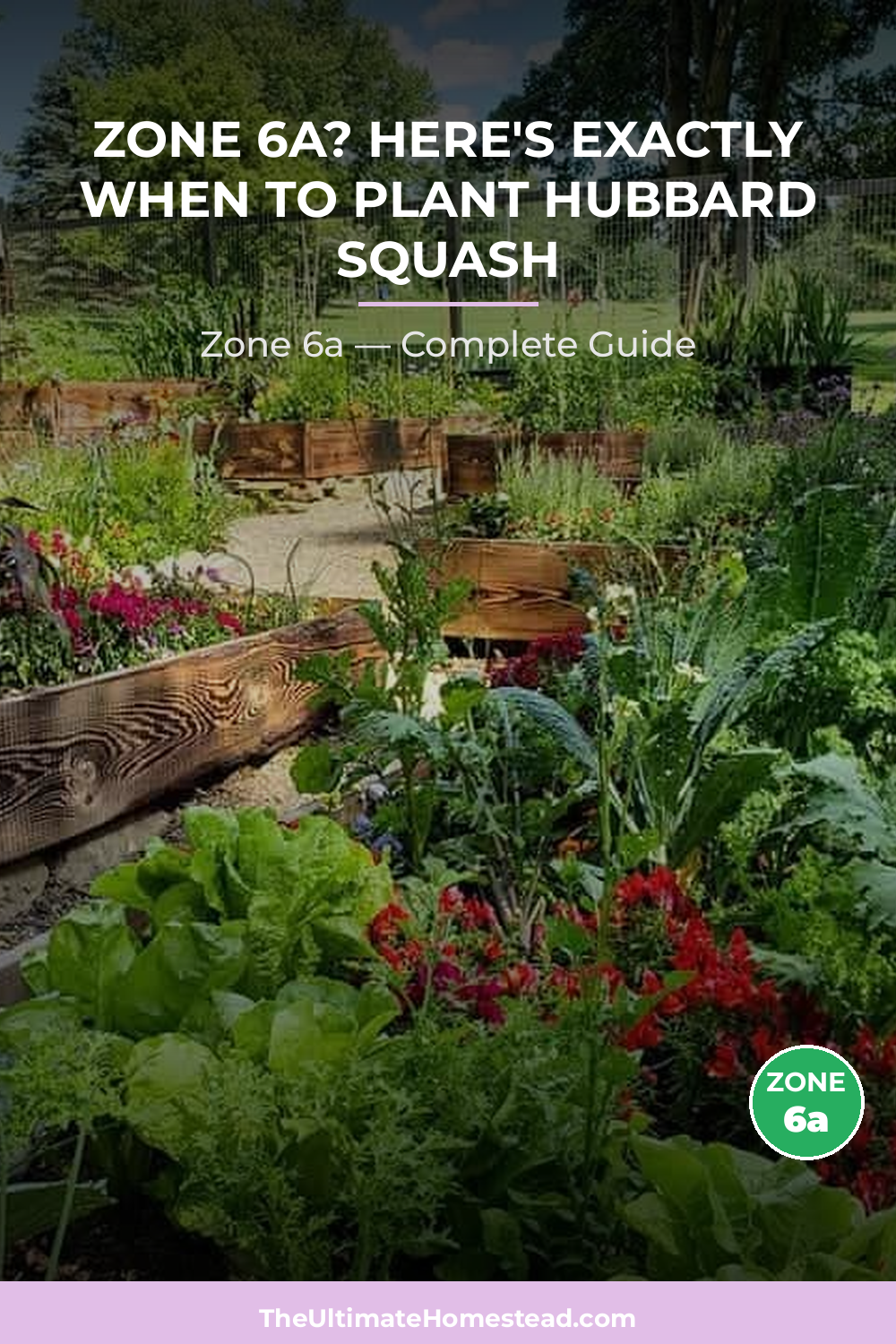 When to Plant Hubbard Squash in Zone 6a