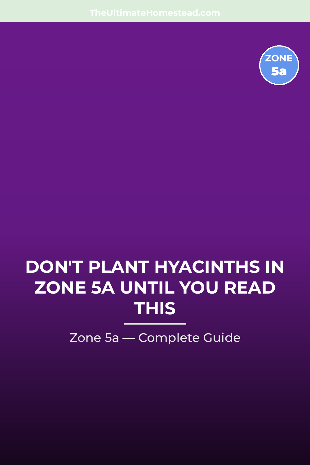 When to Plant Hyacinths in Zone 5a