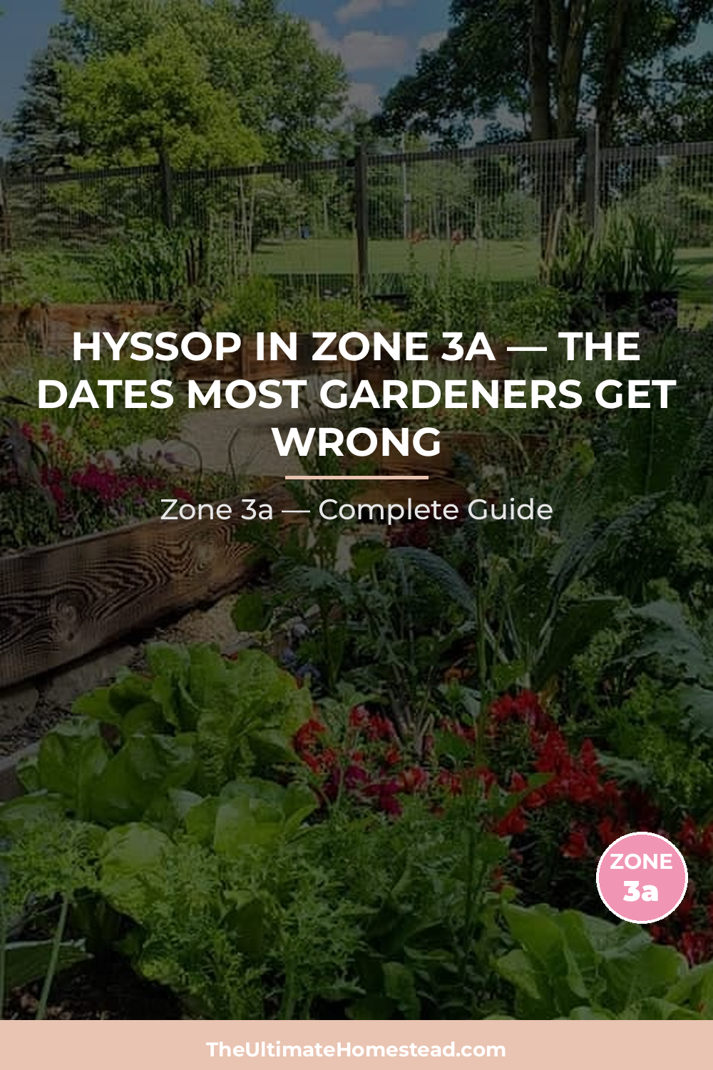 When to Plant Hyssop in Zone 3a