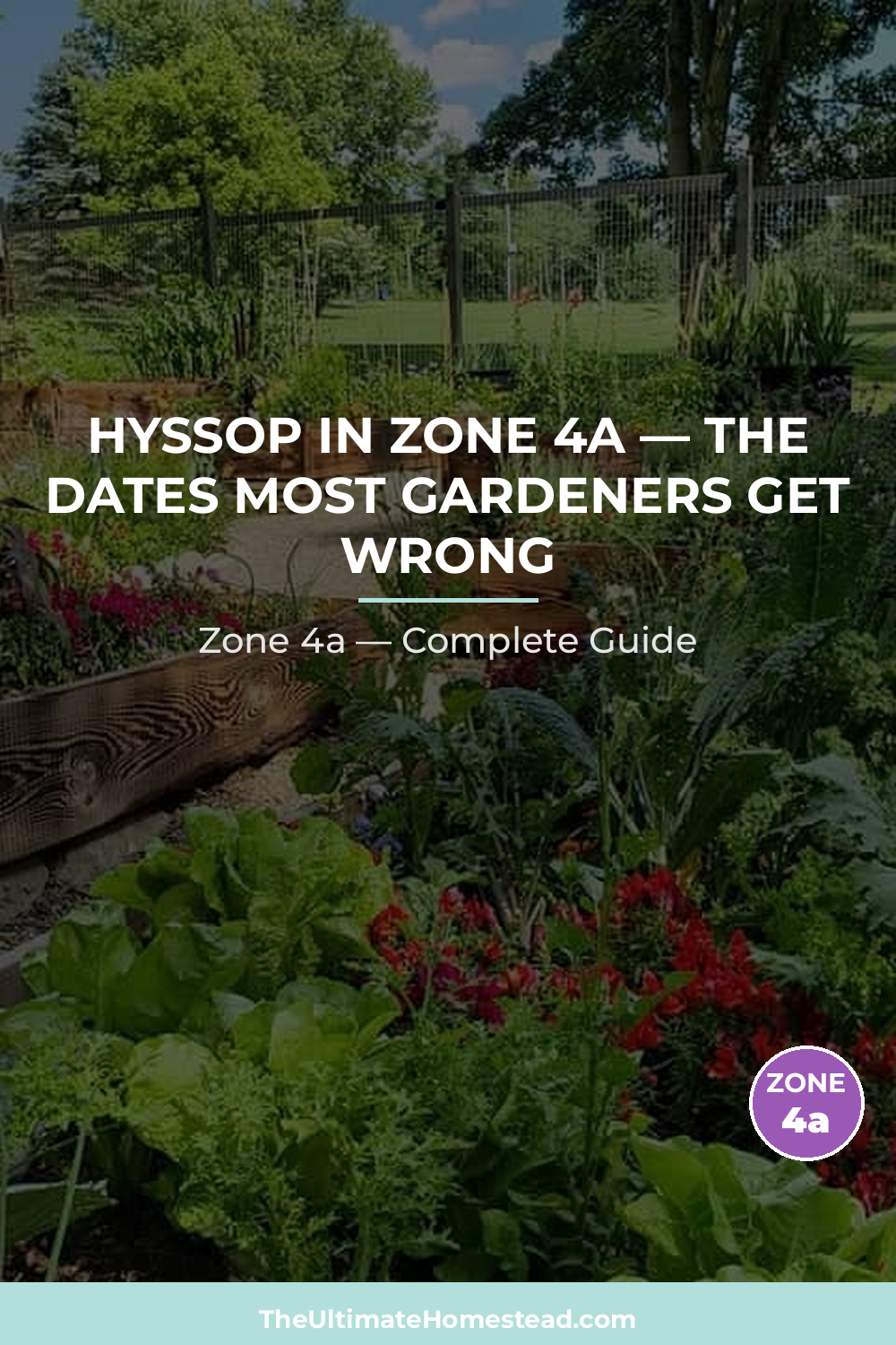 When to Plant Hyssop in Zone 4a