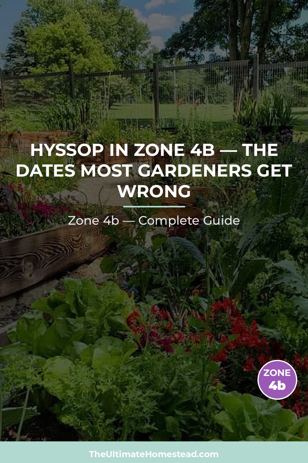 When to Plant Hyssop in Zone 4b
