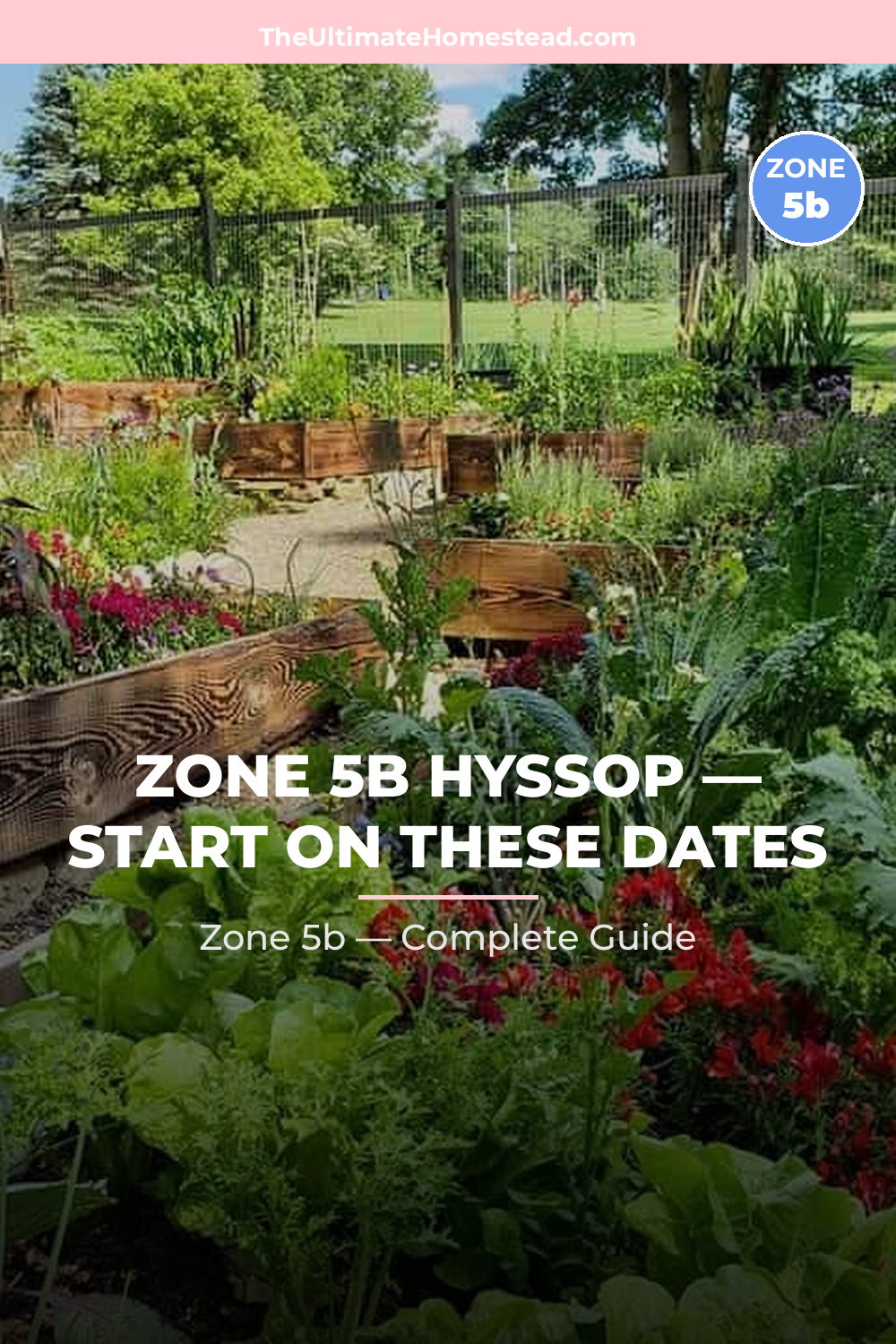When to Plant Hyssop in Zone 5b