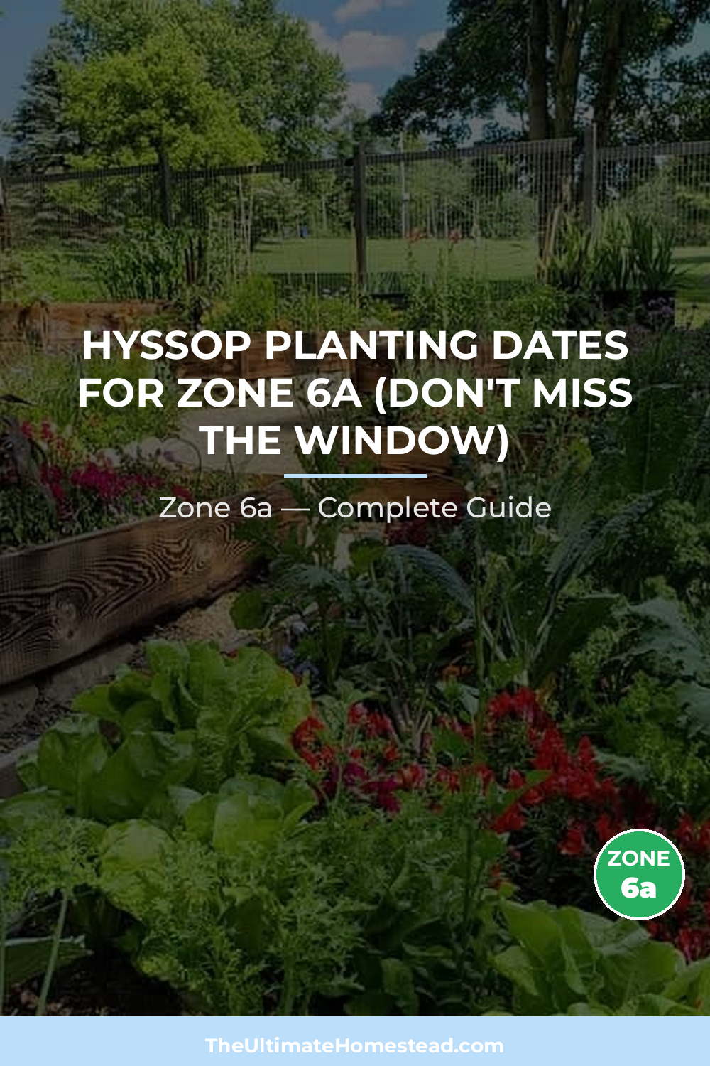 When to Plant Hyssop in Zone 6a