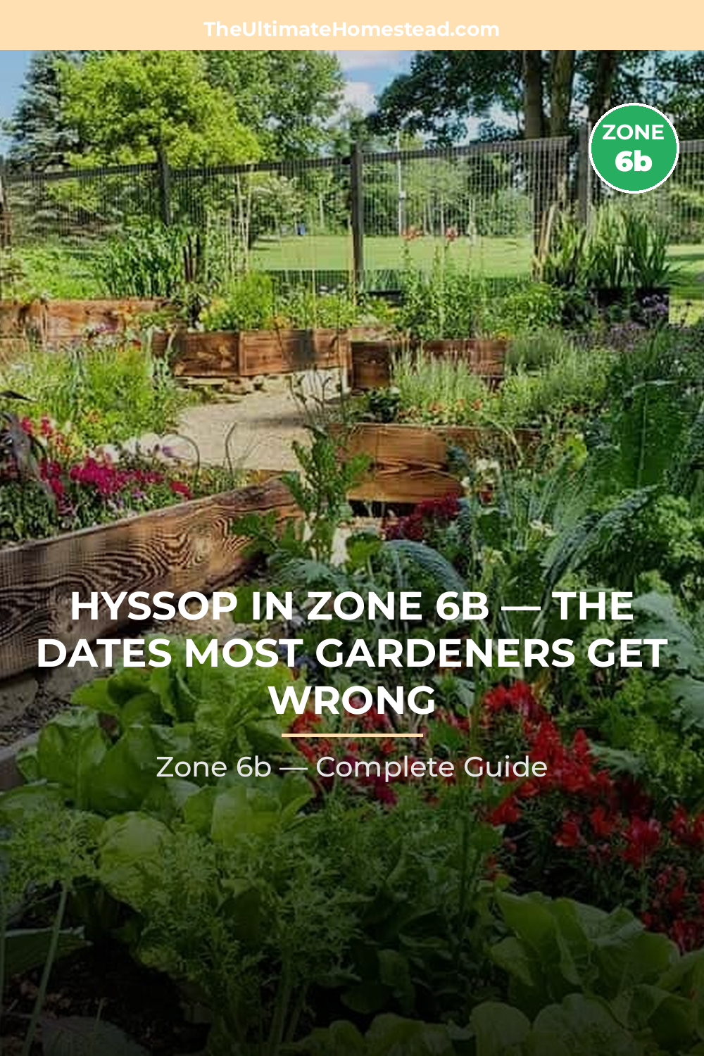 When to Plant Hyssop in Zone 6b