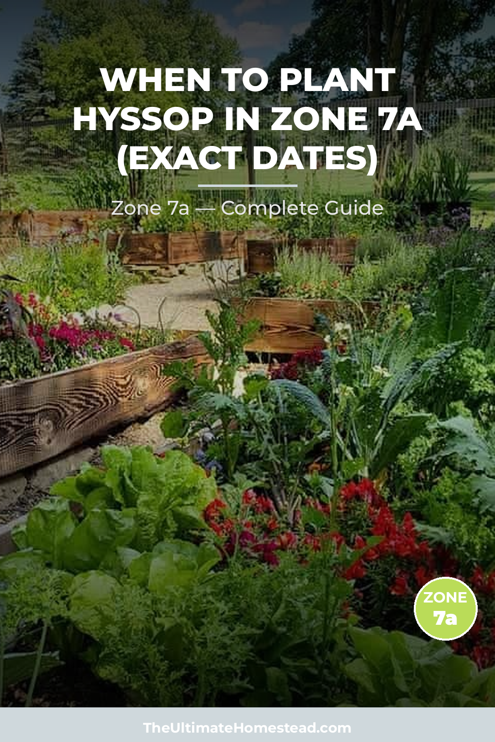 When to Plant Hyssop in Zone 7a