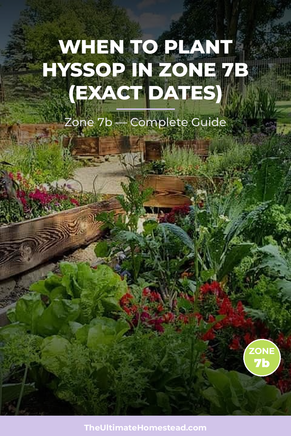 When to Plant Hyssop in Zone 7b