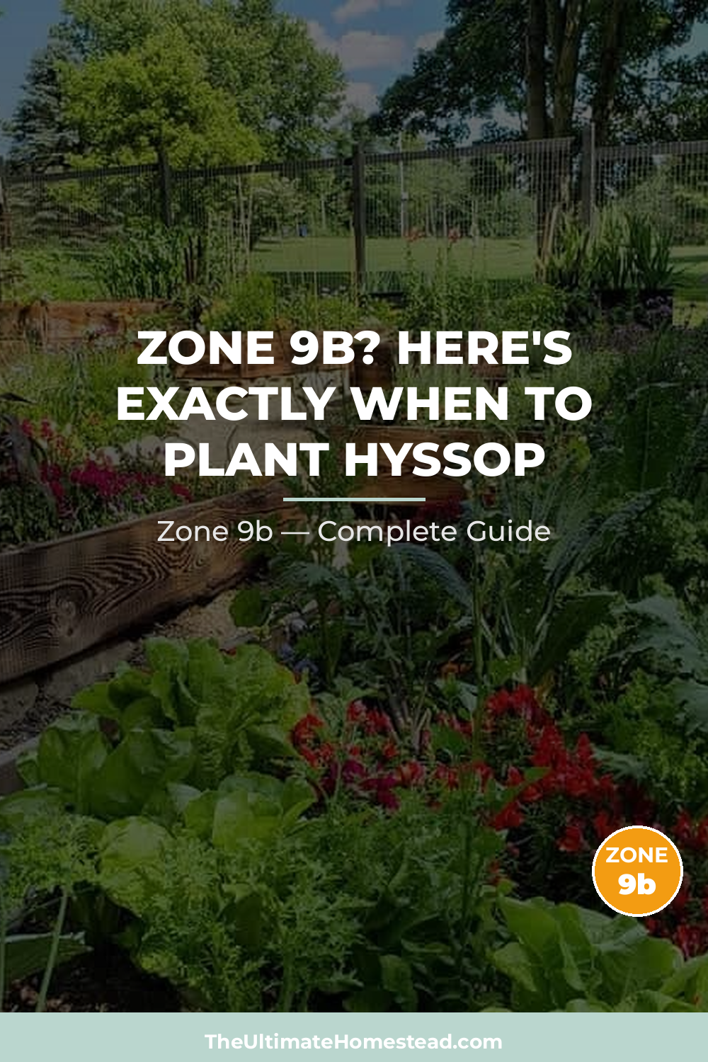 When to Plant Hyssop in Zone 9b