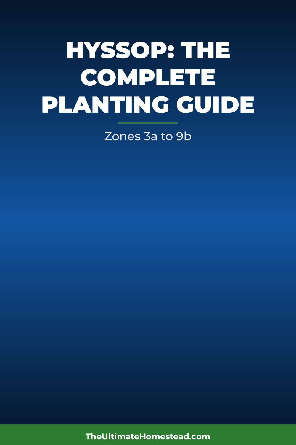Hyssop Planting Guide