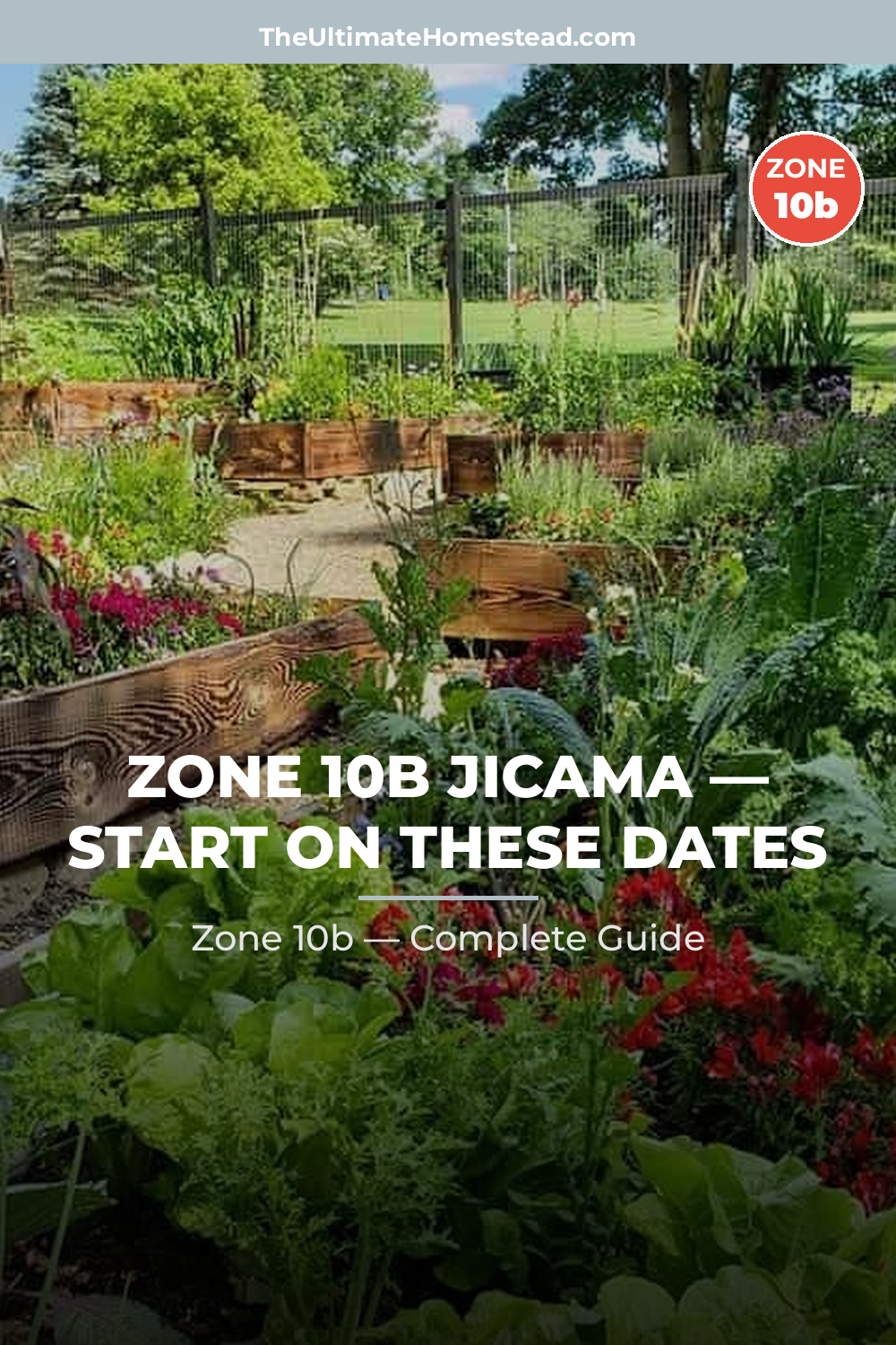 When to Plant Jicama in Zone 10b