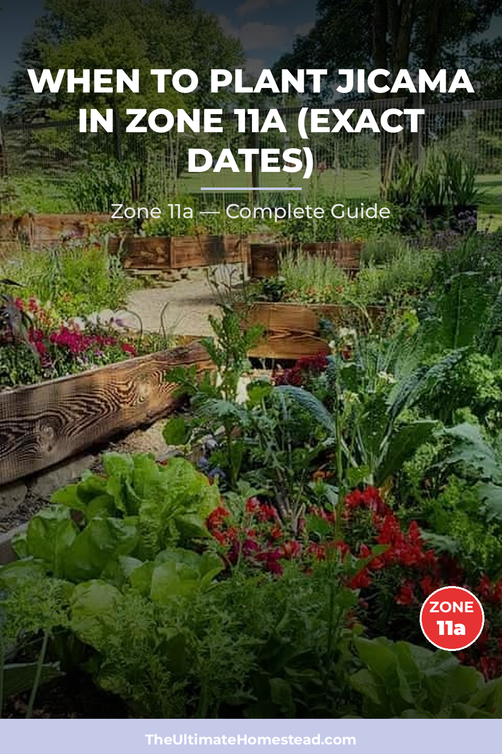When to Plant Jicama in Zone 11a
