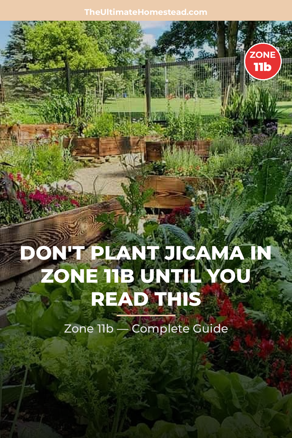 When to Plant Jicama in Zone 11b