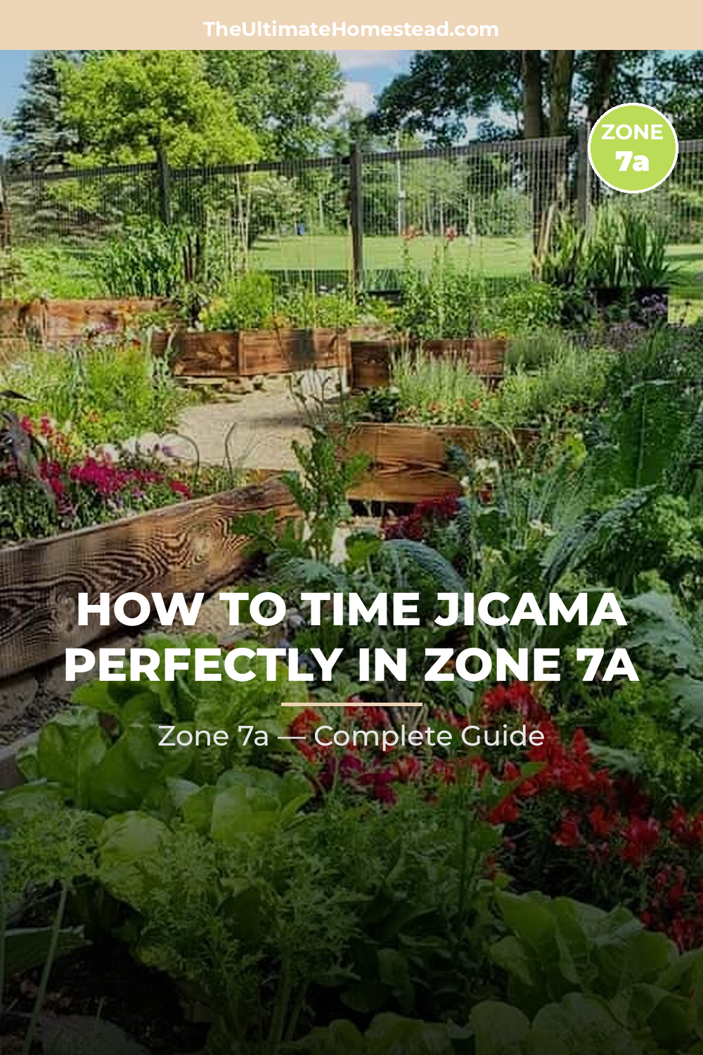 When to Plant Jicama in Zone 7a