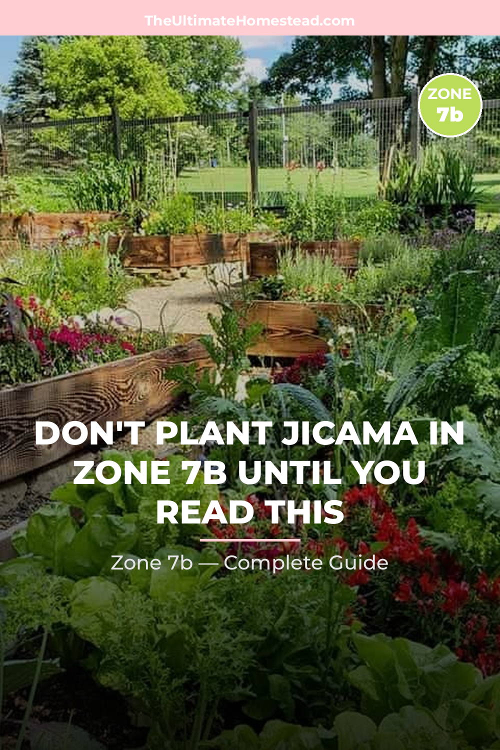 When to Plant Jicama in Zone 7b