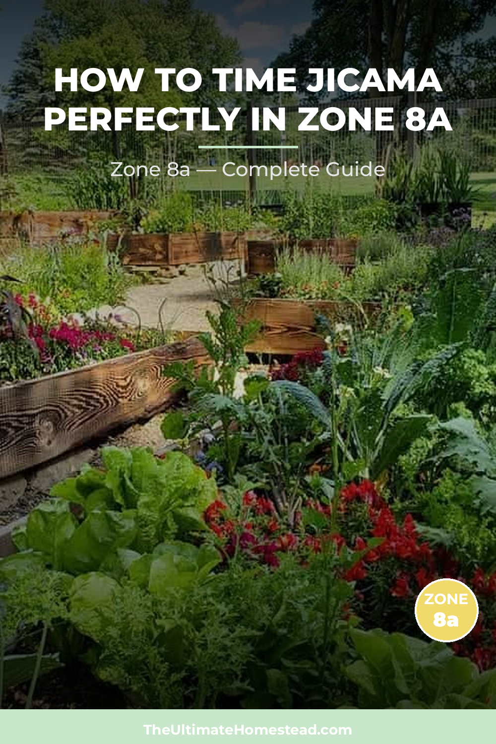 When to Plant Jicama in Zone 8a