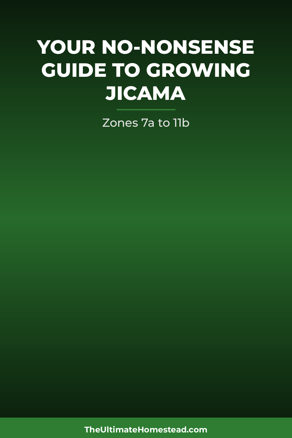 Jicama Planting Guide