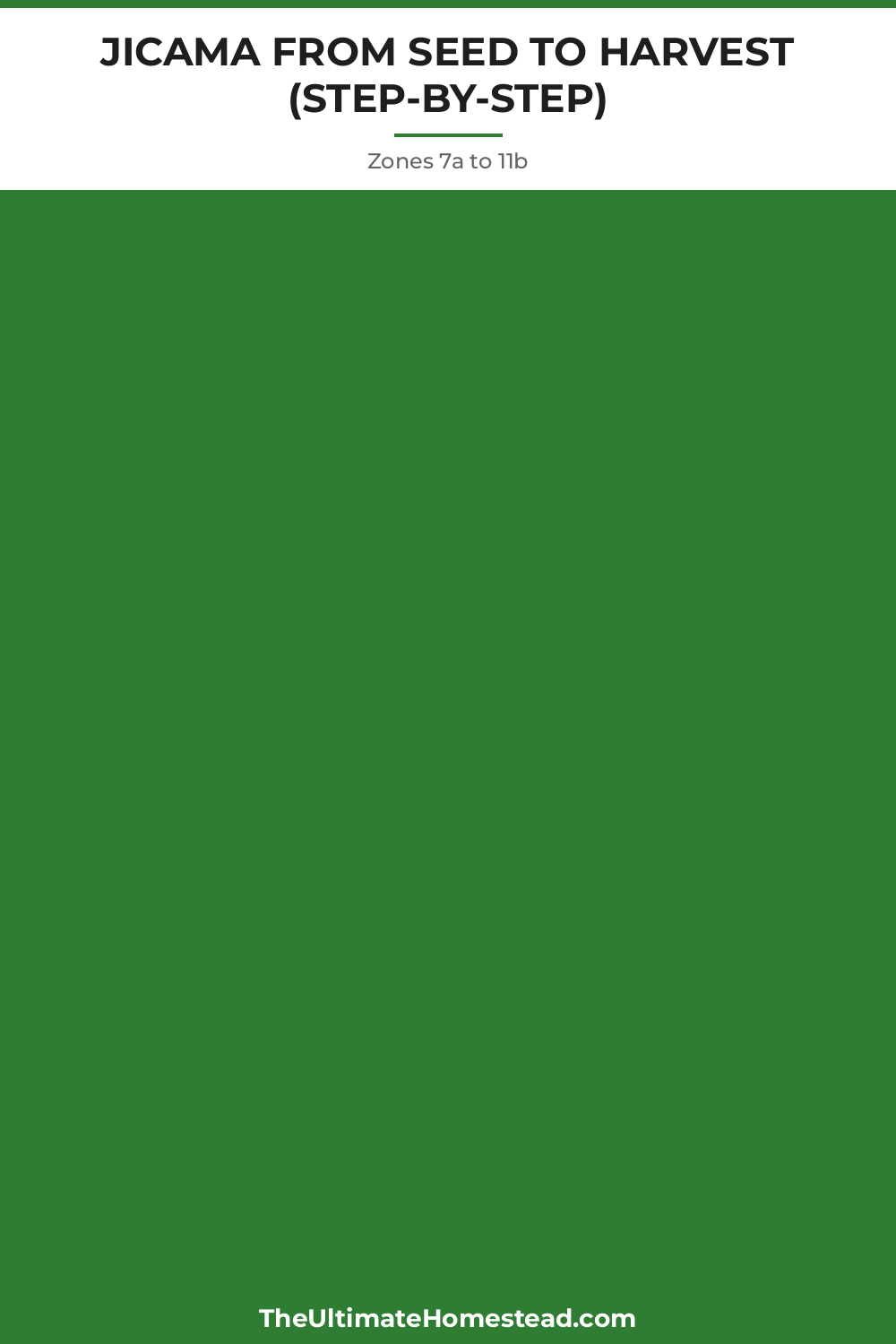 Jicama Planting Guide