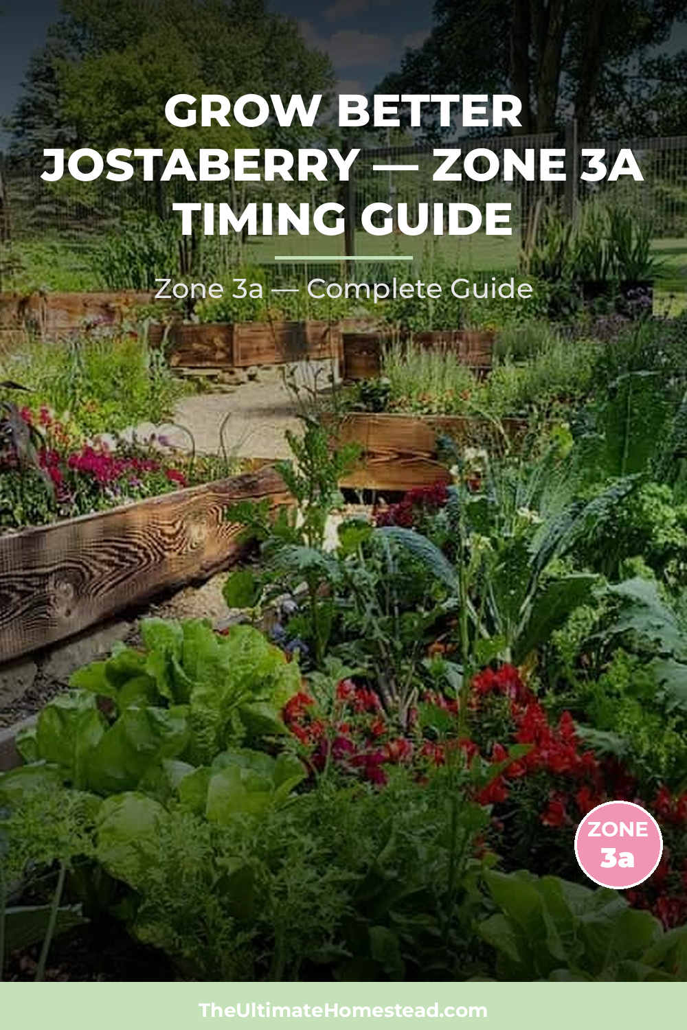 When to Plant Jostaberry in Zone 3a