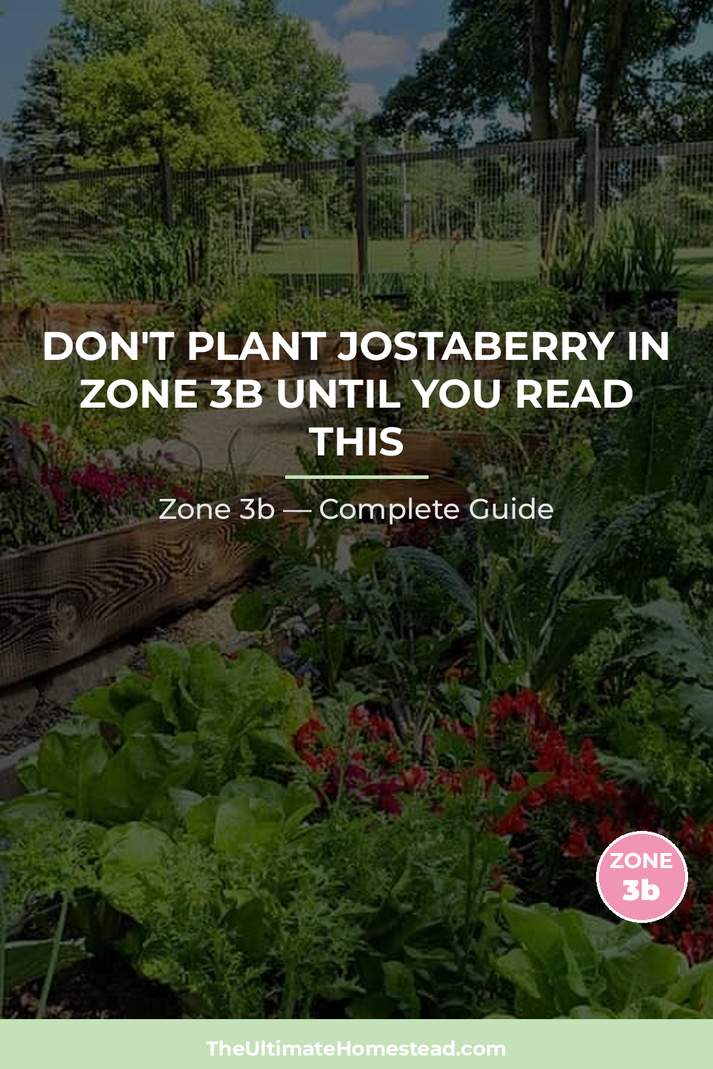 When to Plant Jostaberry in Zone 3b