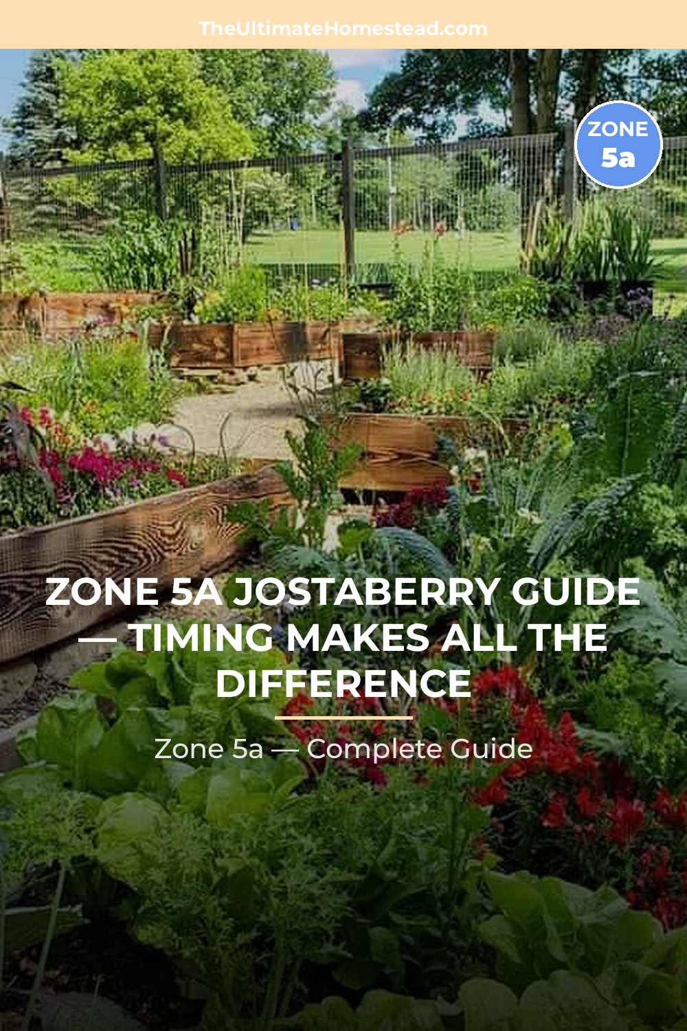 When to Plant Jostaberry in Zone 5a