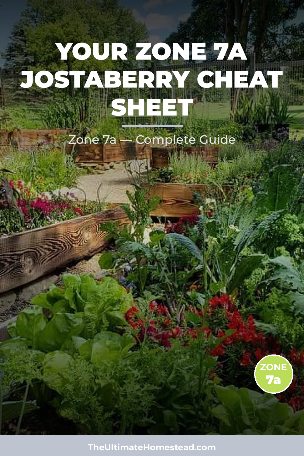 When to Plant Jostaberry in Zone 7a