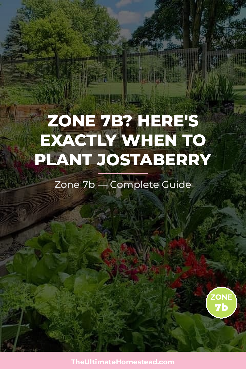 When to Plant Jostaberry in Zone 7b