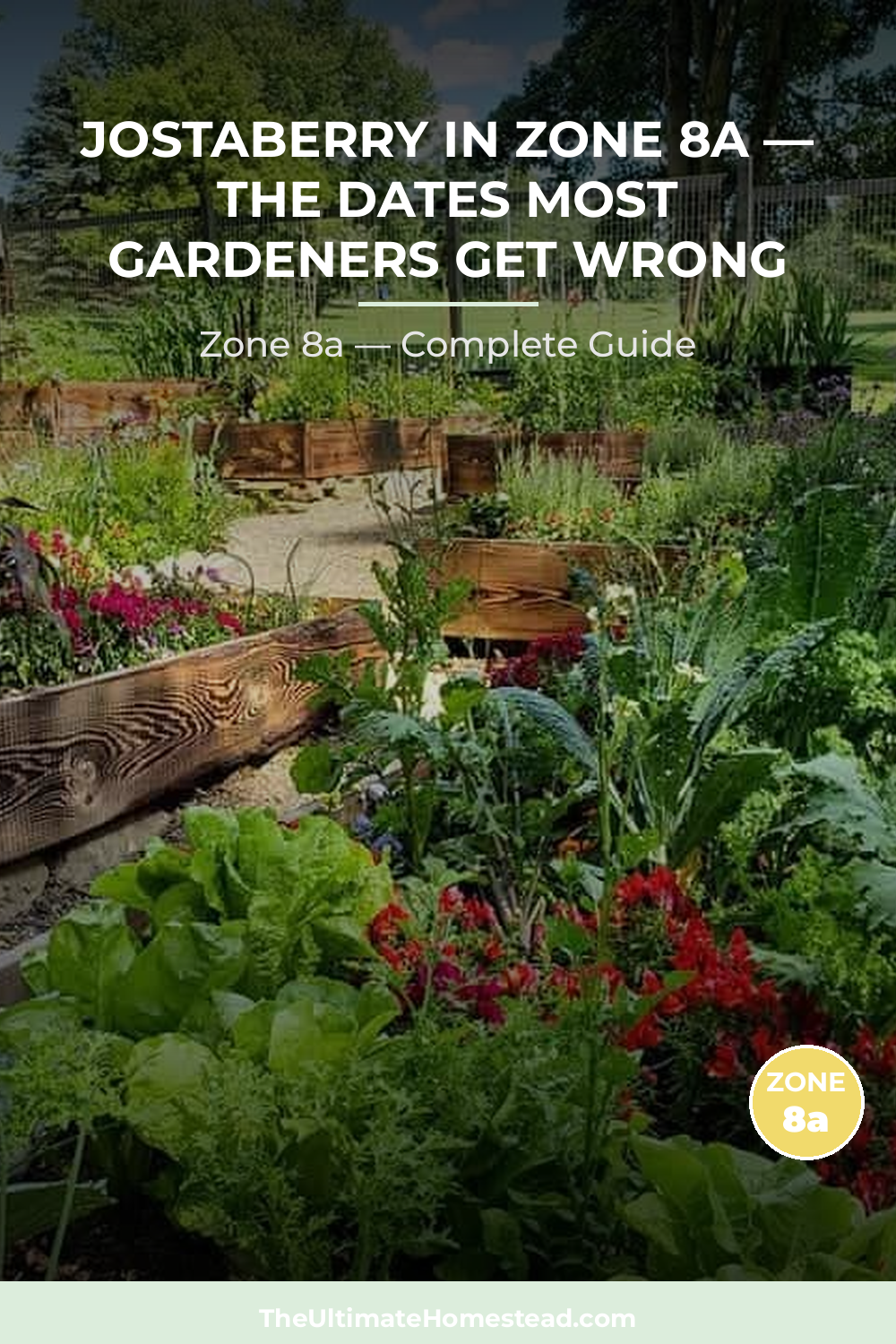 When to Plant Jostaberry in Zone 8a