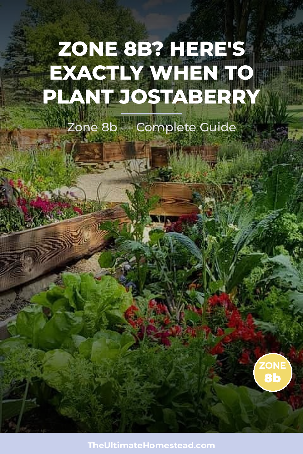 When to Plant Jostaberry in Zone 8b