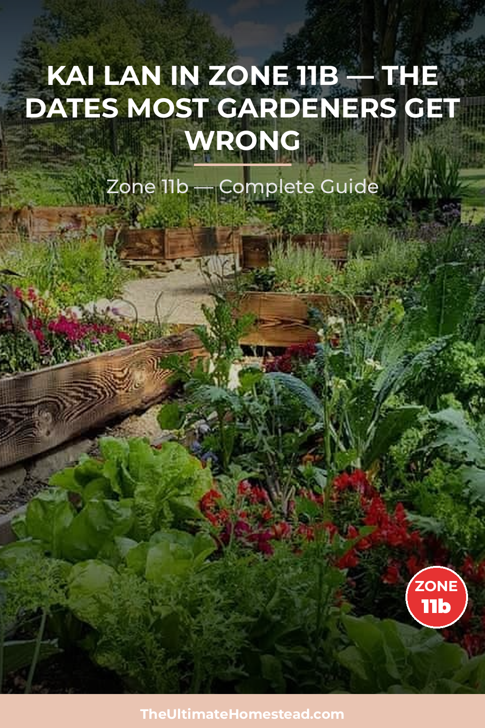 When to Plant Kai Lan in Zone 11b