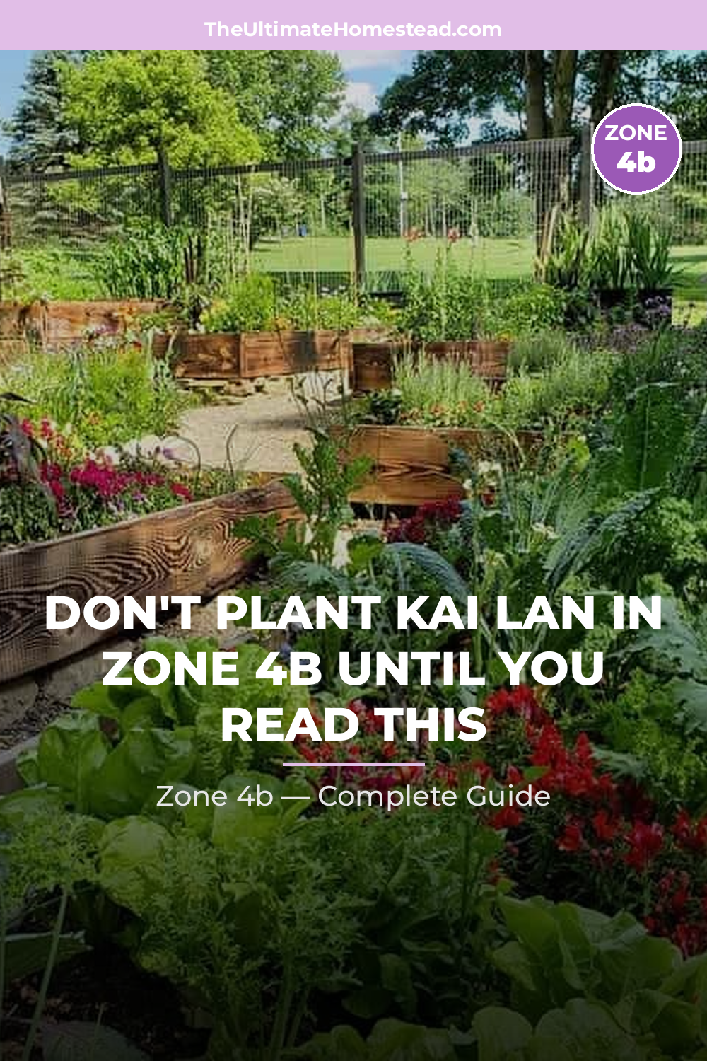 When to Plant Kai Lan in Zone 4b